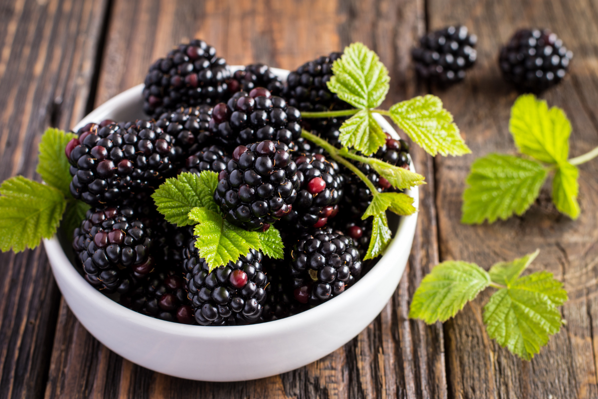 You are currently viewing How to Introduce Blackberries to Your Baby